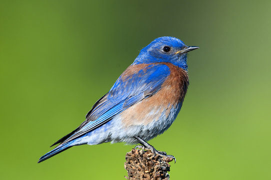 Male western bluebird (Sialia mexicana),Okanagan Valley, southern British Columbia, Canada