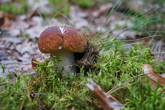 eatable mushrooms