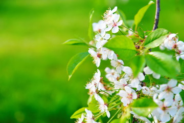  blossoming tree