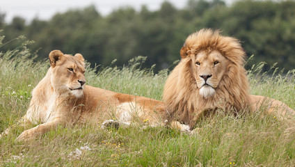 Lions