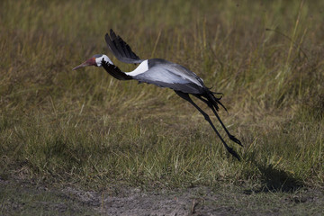 African Waddles Cranes at wetland in Botswana