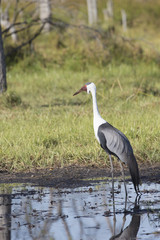 African Waddles Cranes at wetland in Botswana