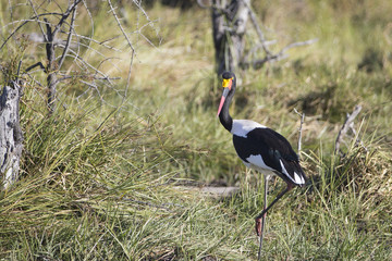 Saddle-billed stork in wetland, Botswana Africa