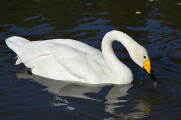 Naklejka premium Лебедь плывёт по реке.