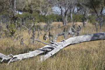 Leopard walking along dead tre in Botswana