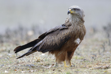 Black Kite Milvus migrans