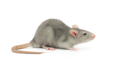 rat isolated on the white background