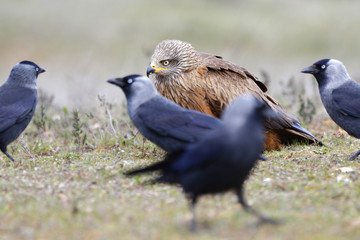 Obraz premium Black Kite Milvus migrans