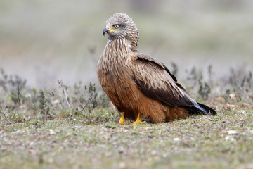 Black Kite Milvus migrans