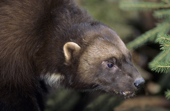 Adult wolverine (Gulo gulo), Rocky Mountains, western Alberta, Canada