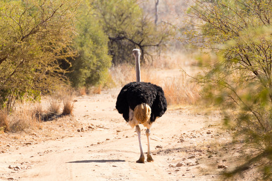 Ostrich from South Africa, Pilanesberg National Park. Africa