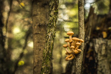 orange mushrooms honey agarics grow on a tree, in the fall in the Russian wood