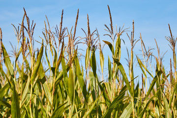 Corn plant field in autumn
