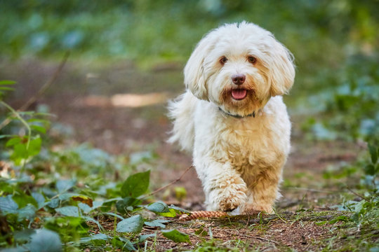 White havanese dog standing in the forest
