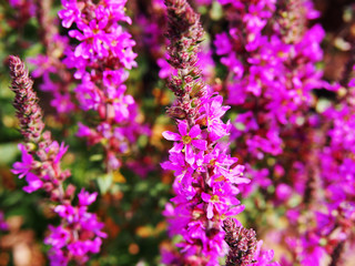 Lythrum salicaria - purple loosestrife 