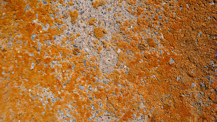 Dry Orange Lichen on cement wall background