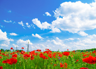 Beautiful poppy field