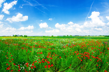 meadow with wild poppies
