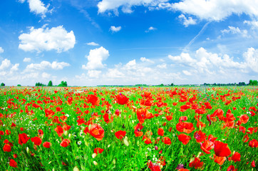 Fototapeta na wymiar meadow with wild poppies
