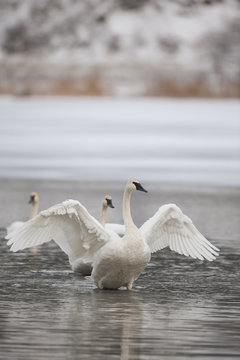 Trumpeter Swan, Cygnus buccinator, BC, Canada