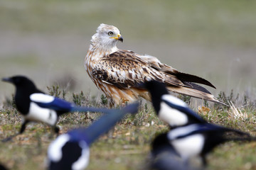 Red Kite, Milvus milvus