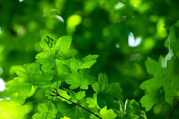 Fototapeta na wymiar green leaves on the green backgrounds