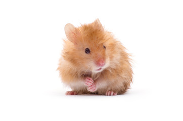 hamster isolated on a white