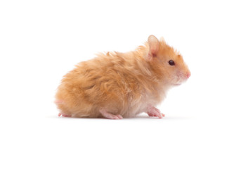 hamster isolated on a white