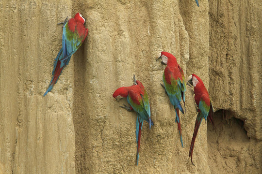 Red-and-green Macaw (Ara chloroptera) perched and feeding on clay in Amazonian Peru.