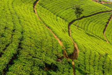 View of the great tea fields in Sri Lanka and its famous tea plants