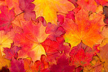 Natural background from autumn colorful maple leaves