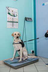 Pesage les balances vétérinaires sont adaptées pour peser les animaux,