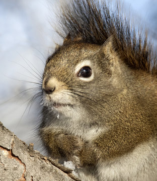 The American red squirrel (Tamiasciurus hudsonicus) is one of three species of tree squirrel currently classified in the genus Tamiasciurus