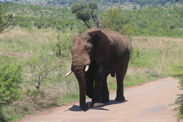 Elephant1