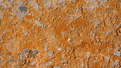 Lichen on concrete wall
