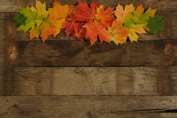 Naklejka na ściany i meble Autumn background with maple leaves on antique barn wood.