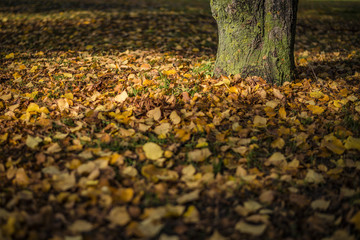Fallen Leaves in Djurgården - 122546692