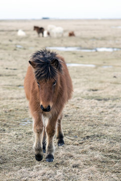 Islandpony Fohlen im Winter mit zotteligem Winterfell