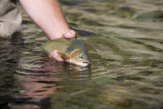 Fly-fishing guide, releases cutthroat trout on tributary of Elk River near Fernie, British Columbia, Canada.