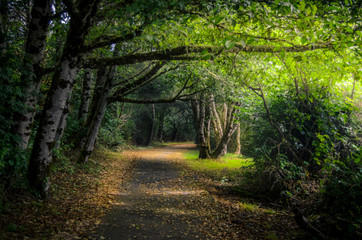 Obraz premium Sunlit path.