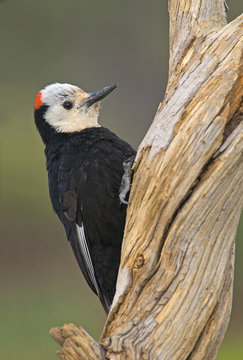 White-headed woodpecker (Picoides albolarvatus) perched on dead tree at Deschutes National Forest, Oregon, USA