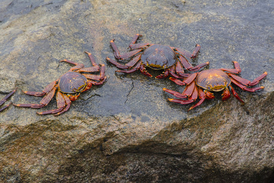 Seaside crabs on rock, Miraflores suburb, Lima, Peru
