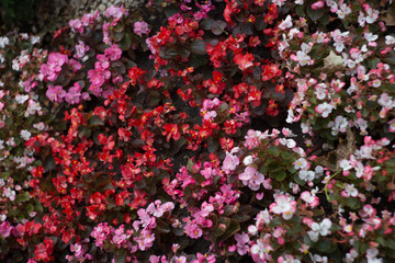 Natural texture with small red flowers