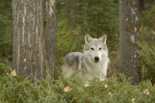 Wolf (Canis lupus) in early autumn forest, Montana, USA.