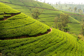 View of the great tea fields in Sri Lanka and its famous tea plants