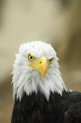 Obraz premium Bald Eagle