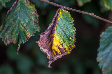 Blatt Trocken im Herbst