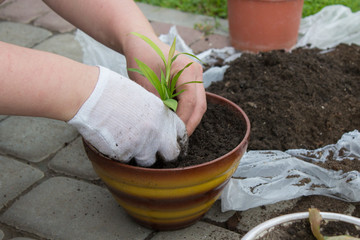 woman planted in a pot