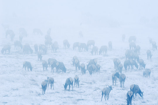 Elk (Cervus elaphus) Herd in early morning fog. Waterton Lakes National Park, southwest Alberta, Canada.