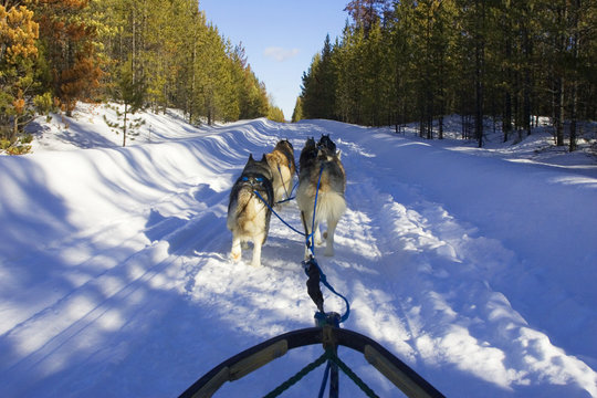 Dogsledding in the Cariboo region of British Columbia, Canada